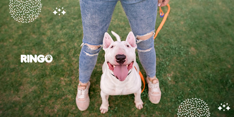  El mejor idioma para hablarle a tu perro